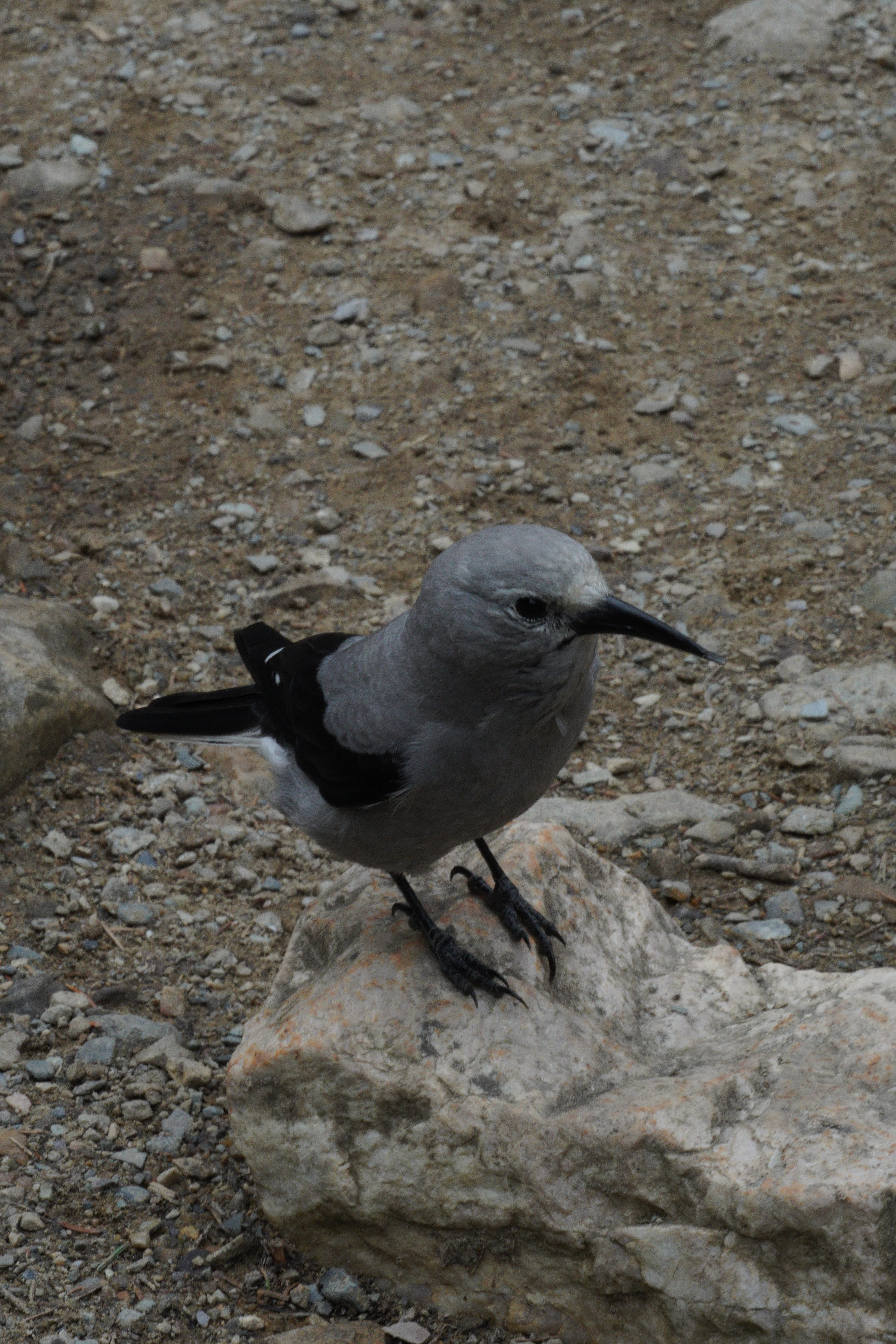 Some sort of Bird