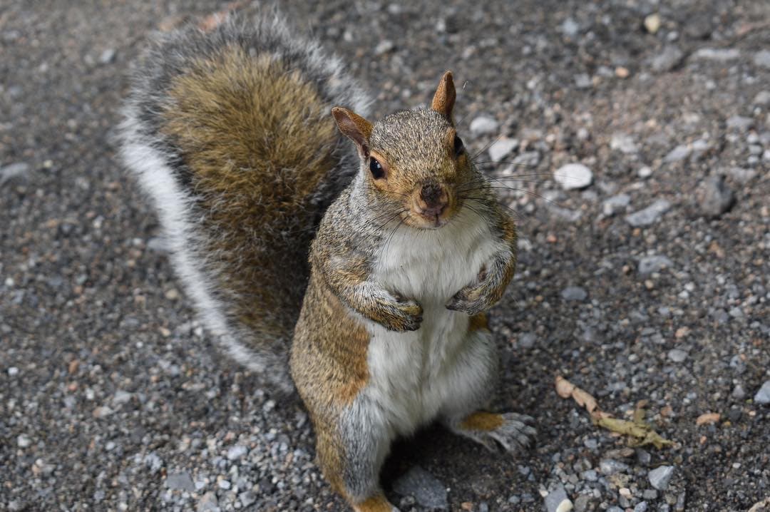 squirrel