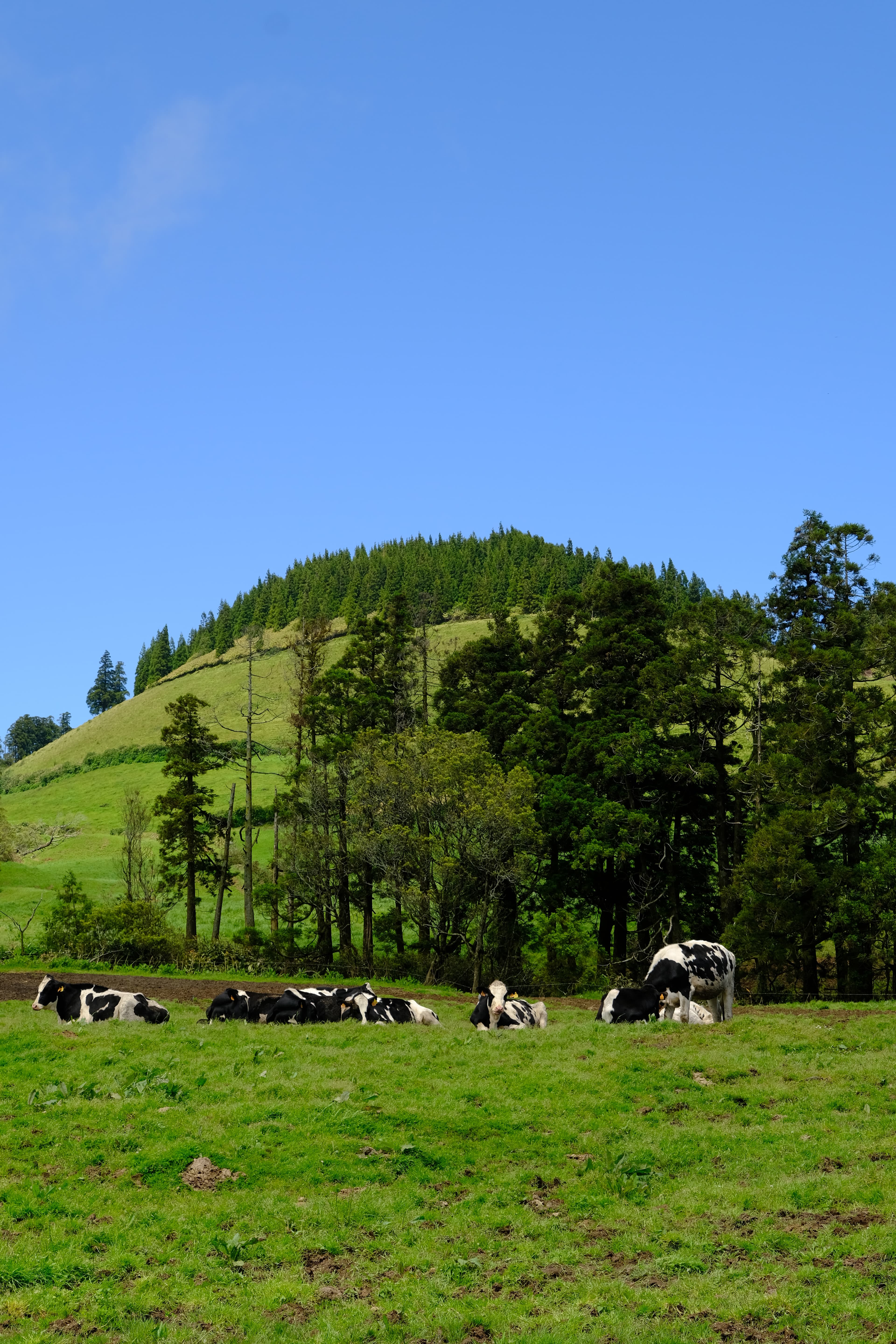 Dairy cows resting in a green pasture below a pine-covered hill